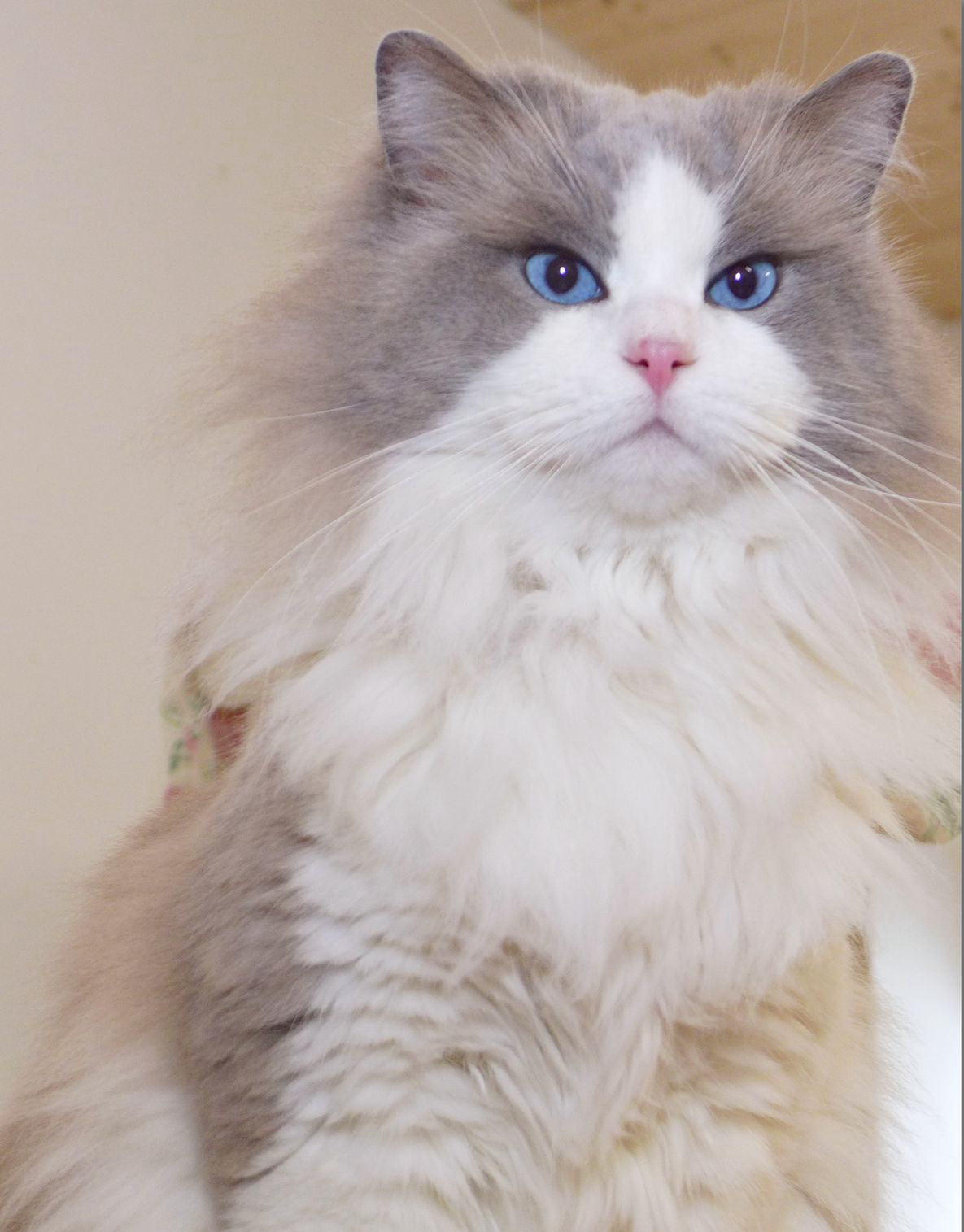 Duke Fridolin McSherwood