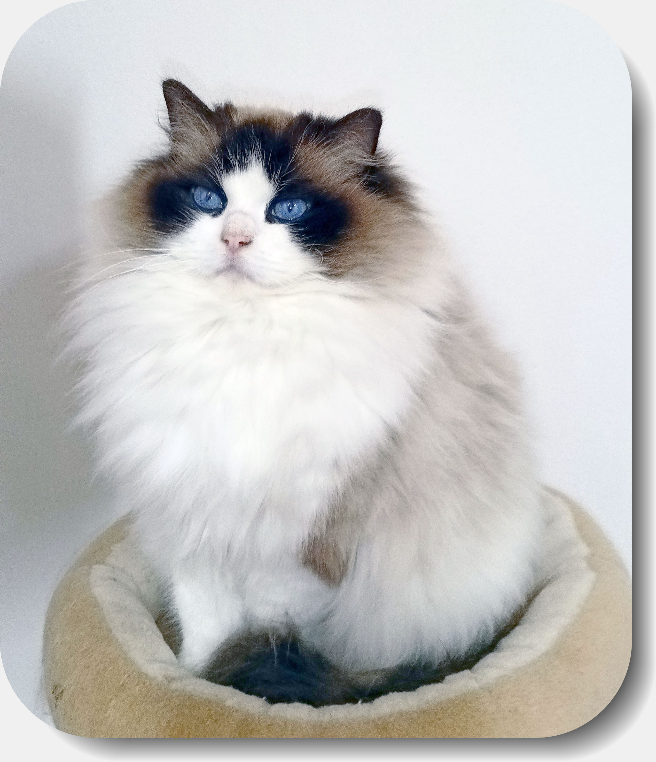 Duke Fridolin McSherwood